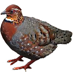 Chestnut-breasted Hill Partridge